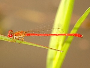 Desert Firetail - Telebasis salva